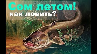 В рыбном месте на что клюет сом
