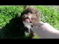 Havapoo dogs for sale: Gonzo  - Video 1