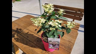 향이 나는 수국, 초대박예감 3가지 이유