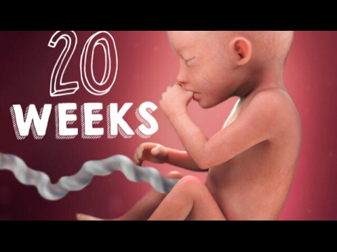 20 Semanas de embarazo 20 Semanas de embarazo