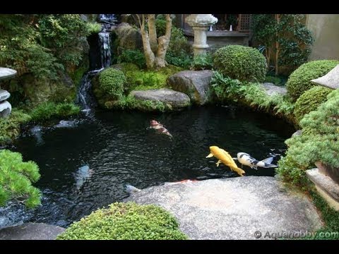 download lagu mp3 mp4 Backyard Koi Pond Designs, download lagu Backyard Koi Pond Designs gratis, unduh video klip Backyard Koi Pond Designs