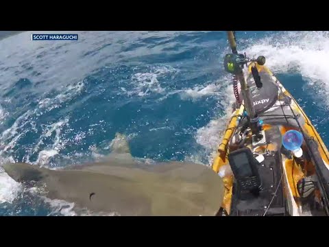 Huge Shark Attacks Fisherman On Kayak