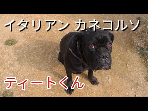 犬のアイコン