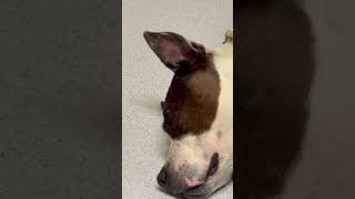 Video preview image #1 American Pit Bull Terrier Puppy For Sale in Virginia Beach, VA, USA