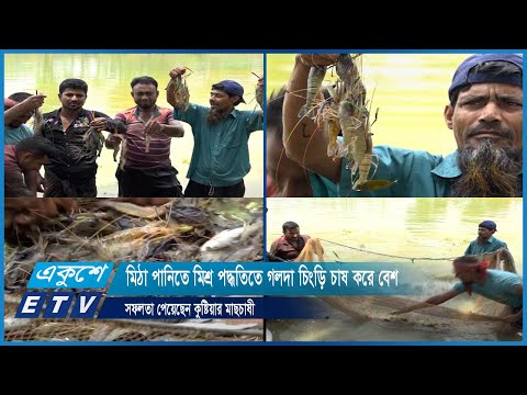 মিঠা পানিতে মিশ্র পদ্ধতিতে গলদা চিংড়ি চাষ করে বেশ সফলতা পেয়েছেন কুষ্টিয়ার মাছচাষী | ETV News