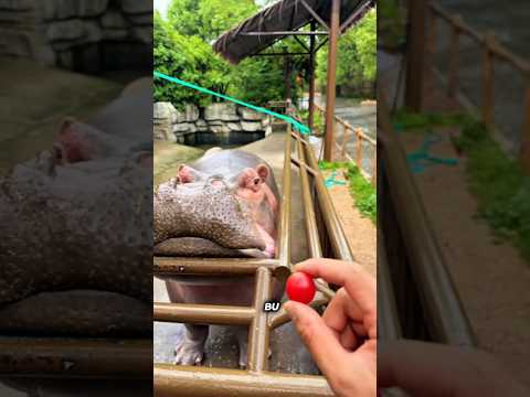 😱🦛 Su Aygırı Kocaman Karpuzu Yiyebilecek mi? 🍉😂 #shorts#video
