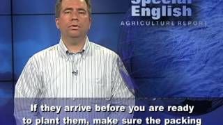 In the Garden: Getting Started With Roses