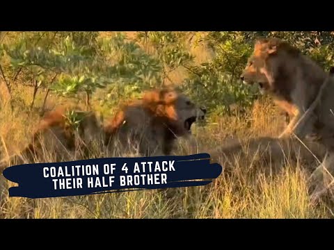 MALE LION ATTACKED BY 3 RIVAL MALE LIONS - NKUHUMA MALE ATTACKED BY KAMBULA MALES