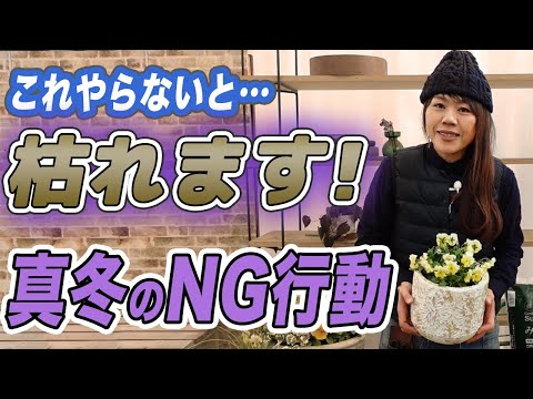 庭を寒さや霜に備えるにはどうすればよいでしょうか?直接のアドバイス！  庭園