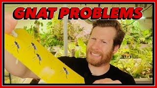 GET RID of GNATS in HOUSEPLANTS