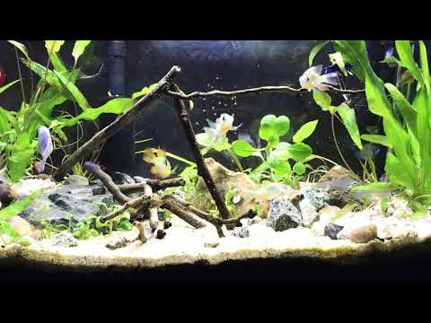 10 Gallon planted community tank. Post water change play (peaceful and active )