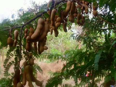 download lagu mp3 mp4 La Fruta Tamarindo, download lagu La Fruta Tamarindo gratis, unduh video klip La Fruta Tamarindo