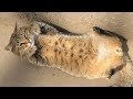 The Cat Is So Hungry That After Breakfast He Is Happy
