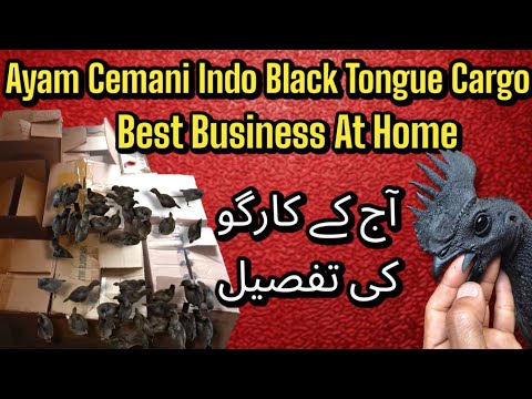 Best Business In Pakistan Ayam Cemani Black Tongue Chicks Cargo