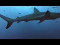 Hammerhead shark / Hammerhaie -  Wolf Island, Galapagos