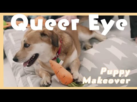 【粉雄救兵】狗狗大改造(自製中文字幕) 【Queer Eye】 Puppy Makeover (With Chinese Subtitle))