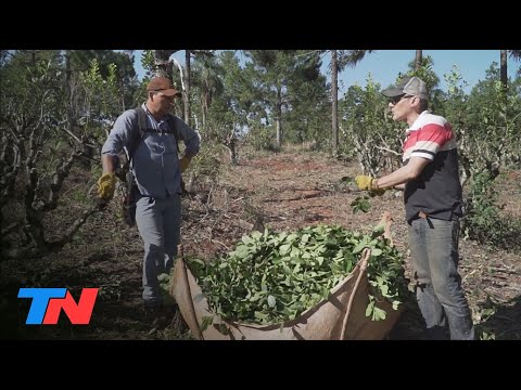 Malnatti: 10 DAYS AS A YERBA MILL GROWER: the life of the harvesters