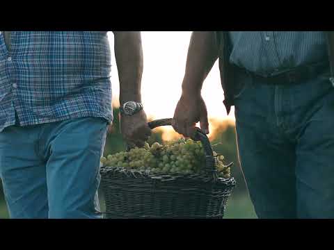 Altroke Istra - Zdaj je čas za refošk in malvazijo