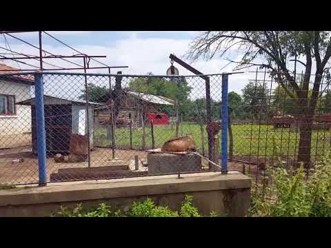 Campinatv.ro - Ferma mizeriei, comuna Bănești, sat Urleta, Prahova