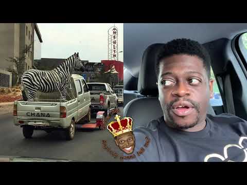 Shuler King - They Are Starting A Zoo