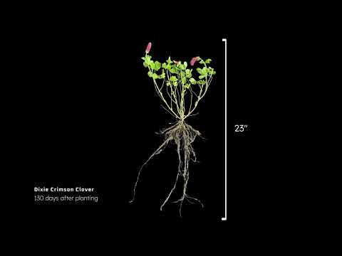 Dixie Crimson Clover Timelapse
