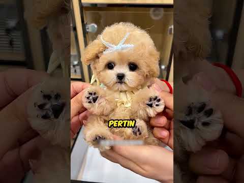 A cachorrinha Jujuba