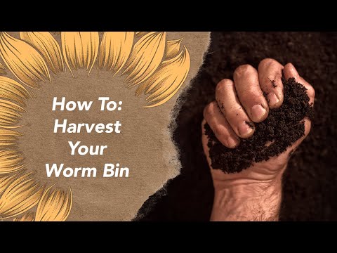 How To Harvest Worm Castings From a Worm Bin