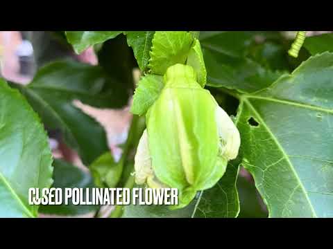 Passion fruit- stages of development from flower Bud to fruit