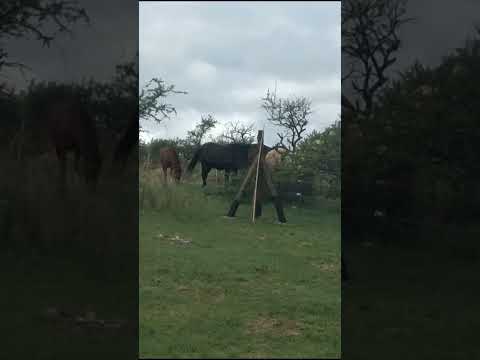 grata visita! ahora tenemos tranquera 😛😛#riodelossauces #cordoba #caballos #villasanfrancisco