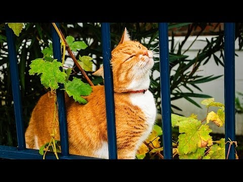 Why Cats Rub Their Heads on Things | Cat Care