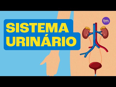 SISTEMA URINÁRIO e Suas Funções