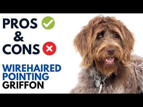 Wirehaired Pointing Griffon Pros and Cons | Korthals Griffon Advantages and Disadvantages