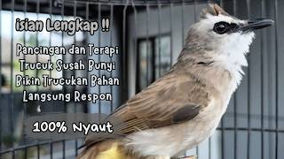 Download lagu Trucukan Gacor Ropel Variasi ini Sangat AMPUH untuk Pancingan Trucuk BAHAN dan Masteran Trucuk Macet mp3