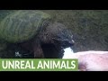 Man Lets Snapping Turtle Bite Him To Dispel Myth