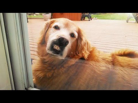 Quand vos chiens deviennent de vrais comiques Les chiens les plus drôles 2023