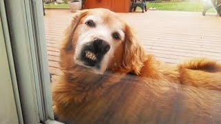 Quand vos chiens deviennent de vrais comiques Les chiens les plus drôles 2023