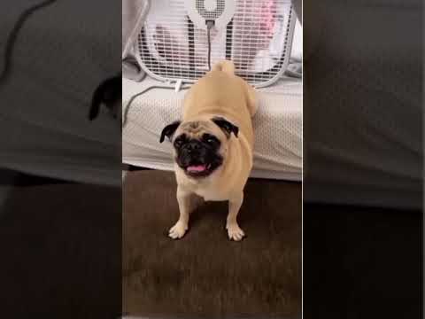 Dog farts in a fan