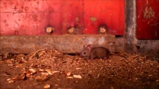 Little mice cleaning the stable