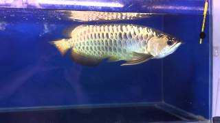 cross back arowana