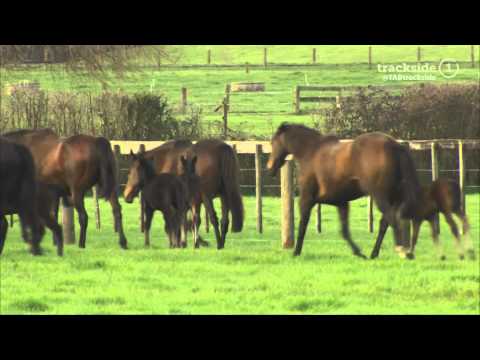 Kiwi Bred: Season 4, Episode 1, Part 3