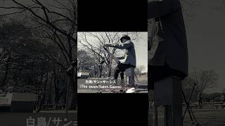 Download lagu 【のこぎり演奏】白鳥/サン=サーンス(The swan/Saint-Saens)#shorts #musicalsaw #楽器演奏 mp3 Download lagu 【のこぎり演奏】白鳥/サン=サーンス(The swan/Saint-Saens)#shorts #musicalsaw #楽器演奏 mp3