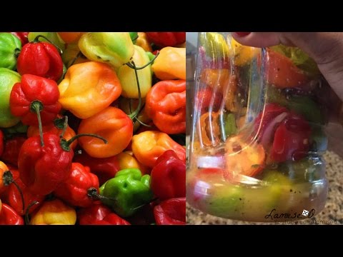 Haitian Hot Sauce | Piman Bouk | Episode 65