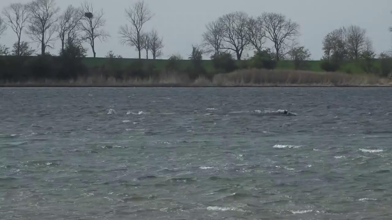 The rescue operation for a stranded whale in the Baltic Sea continues.