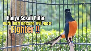 Download lagu murai batu GACOR FIGHTER ampuh buat melatih BONGKAR ISIAN, Pancingan burung murai biar cepat bunyi mp3