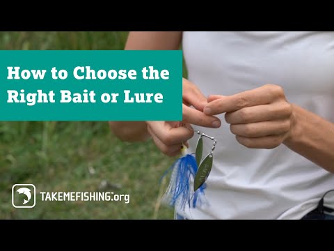 How to Choose the Right Bait or Lure for Fishing