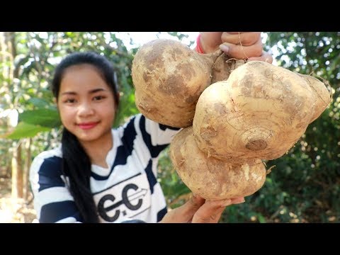 download lagu mp3 mp4 Jicama In Korean, download lagu Jicama In Korean gratis, unduh video klip Jicama In Korean