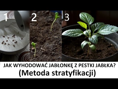, title : 'Jak wyhodować jabłonkę z pestki jabłka - Metoda Stratyfikacji (ZŻ91)'