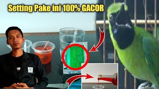 Download lagu CARA SETTING CUCAK IJO AGAR GACOR DOR mp3 Download lagu CARA SETTING CUCAK IJO AGAR GACOR DOR mp3