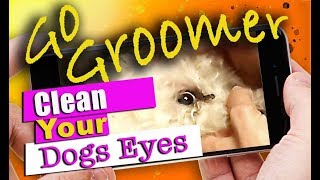 How to Clean your Dogs Eyes