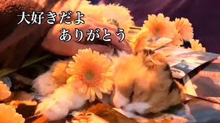 【突然のお別れ】愛猫ティッティとの最期の夜…虹の橋を渡るまで【 大切な命  最期の記録】